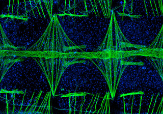 Illustration for article titled The year's strangest, most beautiful visions of the microverse